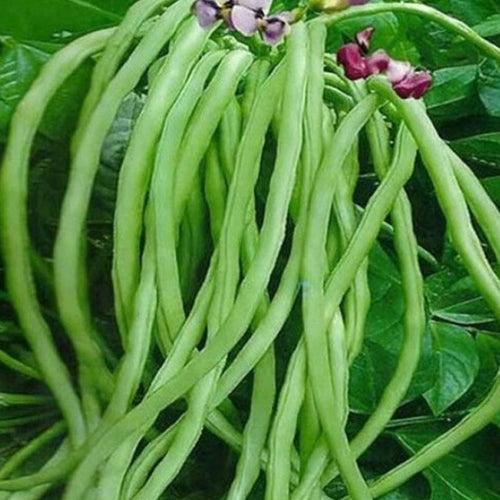 Green Neelan Kutti Payar Seeds ( Kashikanchan )