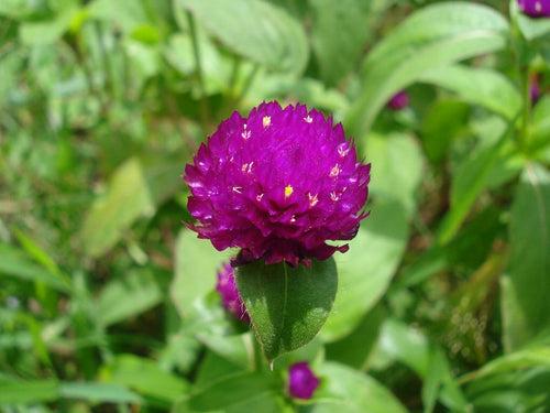 Vadamulla | Gomphrena Pink - Desi Flower Seeds