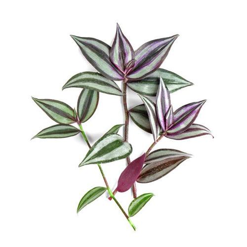 Wandering Jew White Violet Plant W01