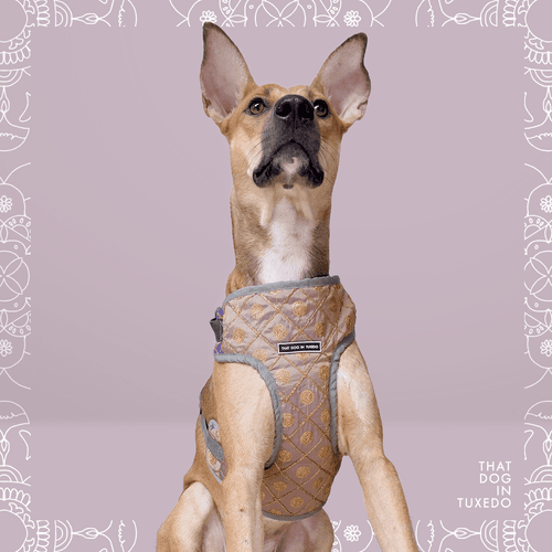 Utpala - Embellished Festive Dog Mesh Harness | Padmakshya Collection