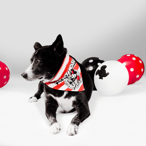 Mickey Steamboat Wille Reversible Dog Bandana with collar