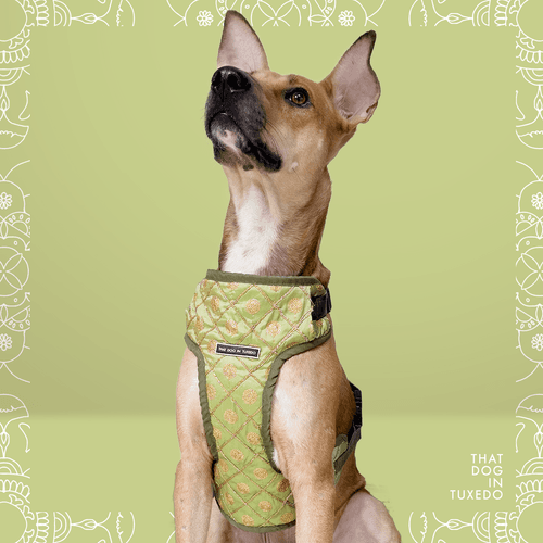 Pankaja- Embellished Festive Dog Mesh Harness | Padmakshya Collection