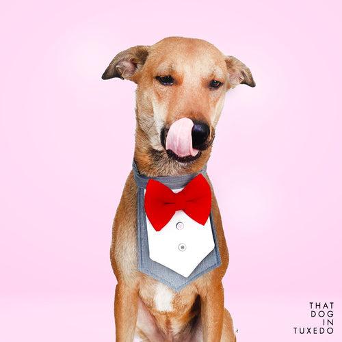 That Dog in Tuxedo Prince Vest