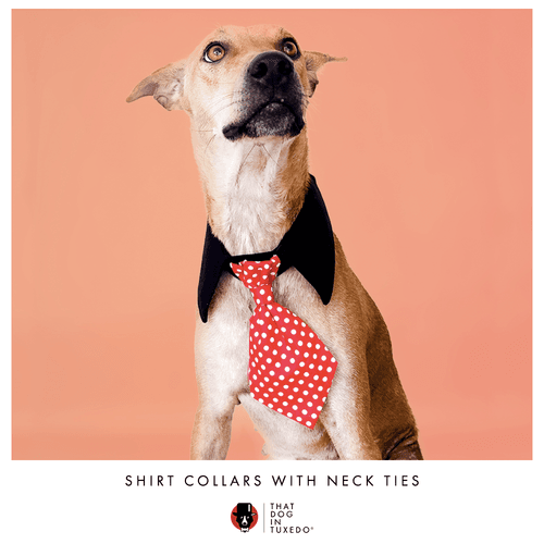 Dog Necktie Shirt Collar - Red Polka Dots