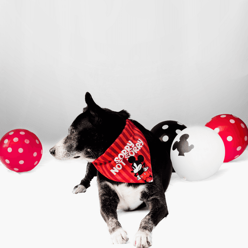 Mickey Steamboat Wille Reversible Dog Bandana with collar