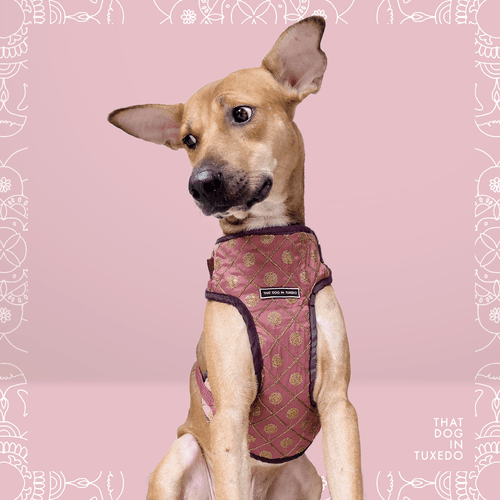 Kamal - Embellished Festive Dog Mesh Harness | Padmakshya Collection