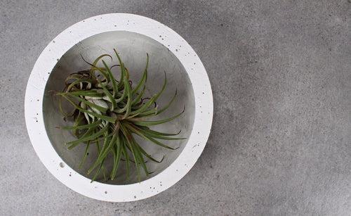 Concrete Bowl Planter/Fruit Basket