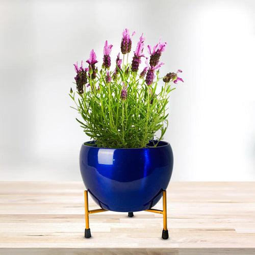 Indoor Metal decor Vase/Planter- Black & Gold