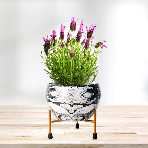 Indoor Metal decor Vase/Planter- Black & Gold