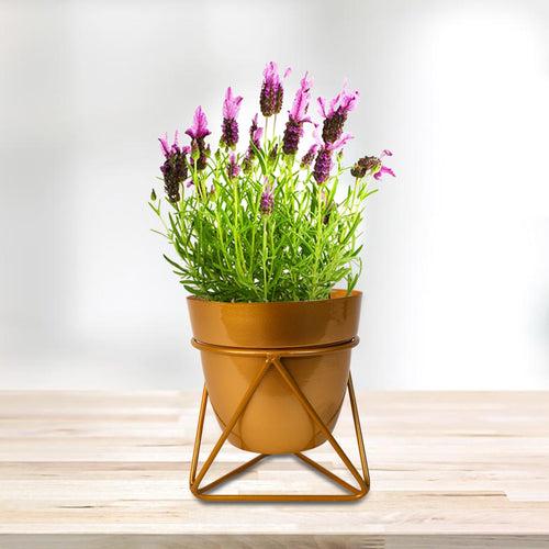 Indoor Metal decor Vase/Planter- Gold Set of 2