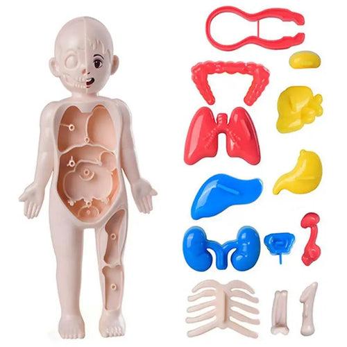 Human Organ Model Educational Toy