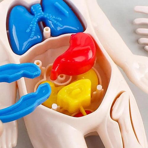 Human Organ Model Educational Toy