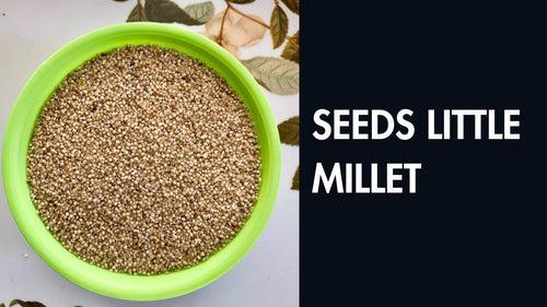 SEEDS LITTLE