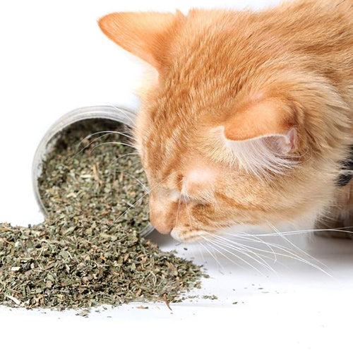 Basil Cat Nip Jar