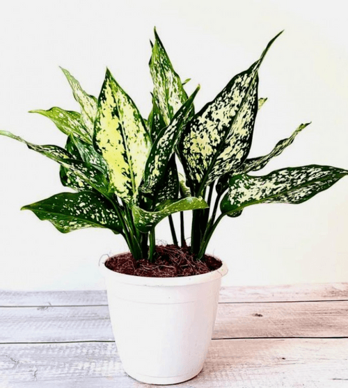 Aglaonema snow white, Aglaonema snowflake - Plant