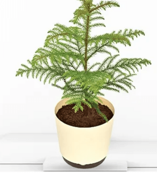 Christmas Tree - Plant