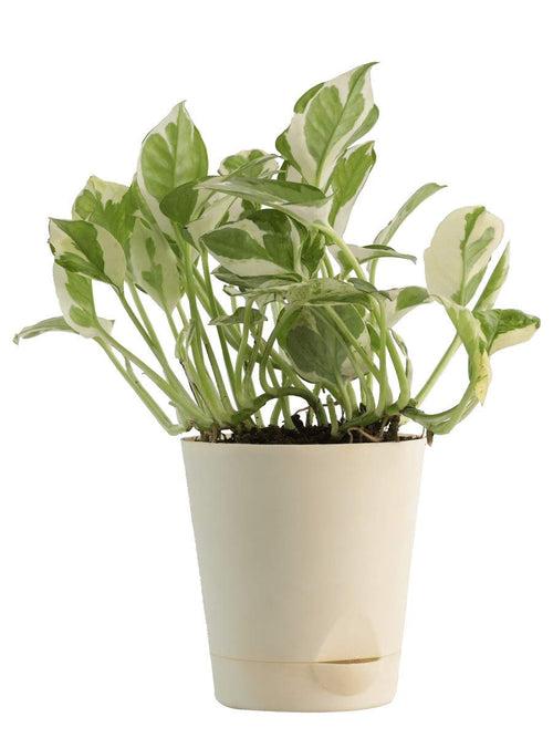 Money Plant N`Joy in 5inch Self Watering pot