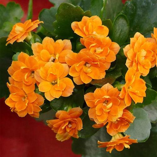 kalanchoe orange plant In 5Inch Self Watering