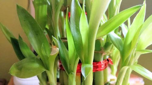 1 Stick Lucky Bamboo In Glass Pot