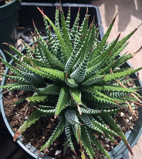 Haworthia reinwardtii, Zebra Wart - Succulent Plant