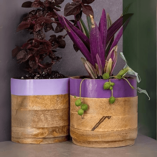 Light  & Dark Purple Planter Combo