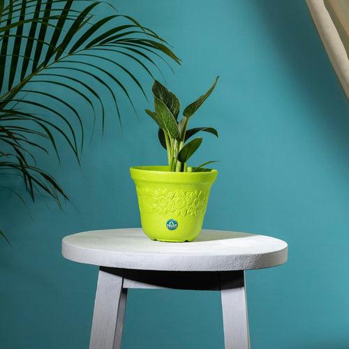 TrustBasket Sunny Pot | 6 inch Table Top Planter Pot (Pack of 4)