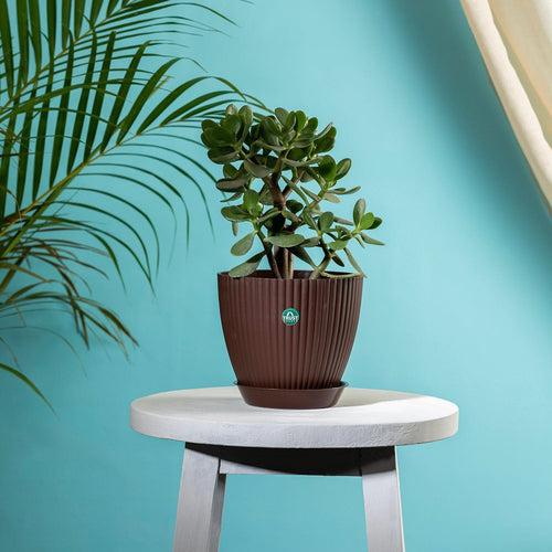 TrustBasket Bloom Pot With Saucer | Table Top Planter Pot (Pack of 4)