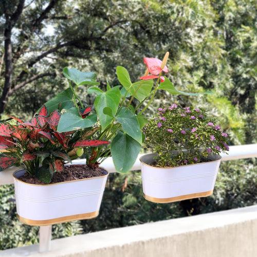 TrustBasket 12 inches Railing Planters for Balcony, outdoor oval metal plant pots for railing, pack of 6 (White & Gold colour)