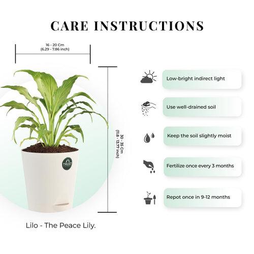 Snake plant and Peace lily with Attractive Self Watering Pot (Assorted color pot)