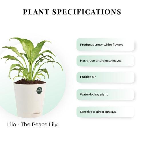 Snake plant and Peace lily with Attractive Self Watering Pot (Assorted color pot)