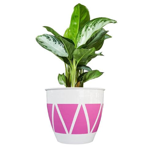 TrustBasket Ciara Planter (Set of 3)