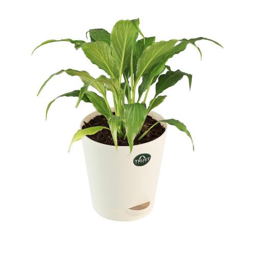 Peace lily Plant with Attractive Self Watering Pot (Assorted color pot)