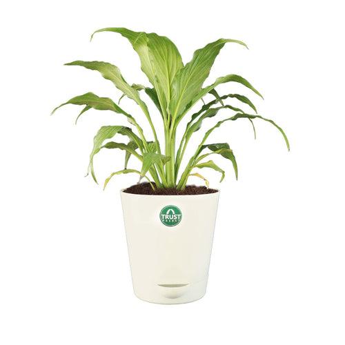 Peace lily Plant with Attractive Self Watering Pot (Assorted color pot)