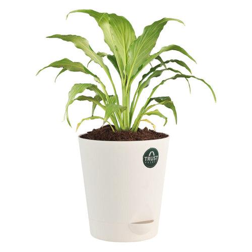 Peace lily Plant with Attractive Self Watering Pot (Assorted color pot)