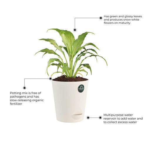 Snake plant and Peace lily with Attractive Self Watering Pot (Assorted color pot)