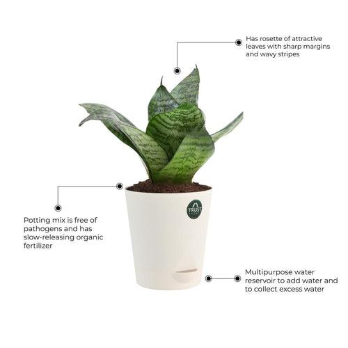 Snake plant and Peace lily with Attractive Self Watering Pot (Assorted color pot)