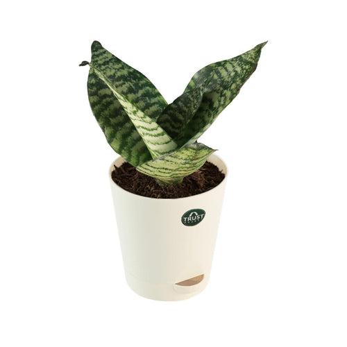 Snake plant and Peace lily with Attractive Self Watering Pot (Assorted color pot)