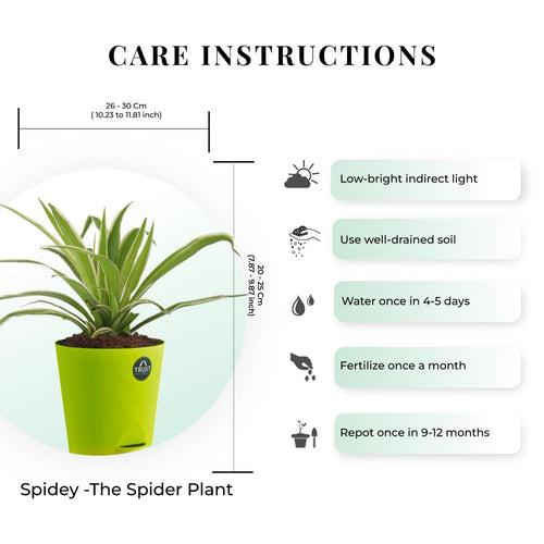 Spider plant and Syngonium with Attractive Self Watering Pot (Assorted color pot)