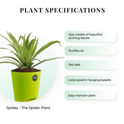 Spider plant and Syngonium with Attractive Self Watering Pot (Assorted color pot)