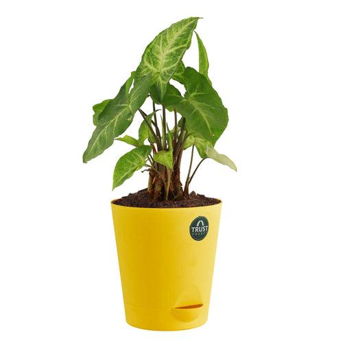 Spider plant and Syngonium with Attractive Self Watering Pot (Assorted color pot)