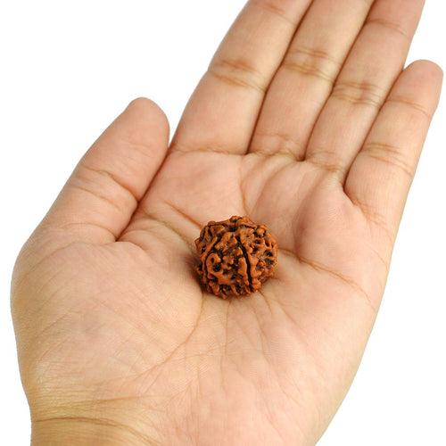 5 Mukhi Rudraksha