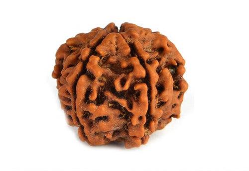 5 Mukhi Rudraksha