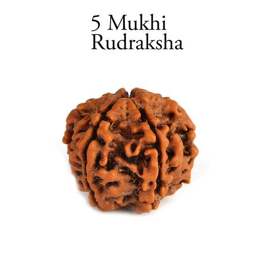 5 Mukhi Rudraksha