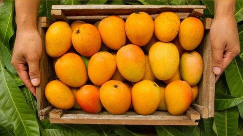 Devgad Alphonso Mangoes