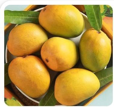 Devgad Alphonso Mangoes