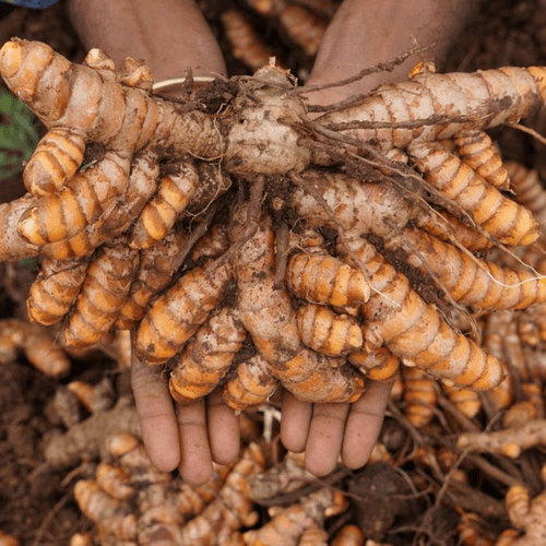 Turmeric from Bandipur