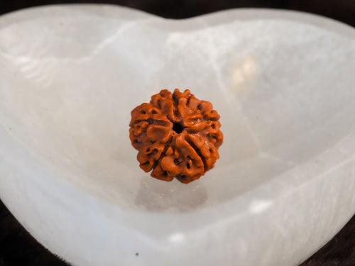 5 Mukhi Rudraksha: Embrace Divine Protection and Wisdom