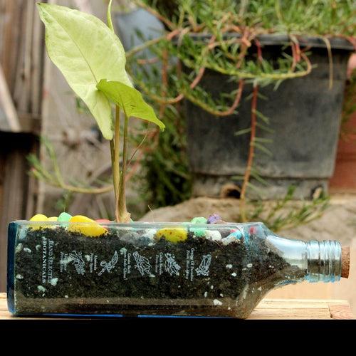 BOMBAY SAPPHIRE PLANTER SYNGONIUM