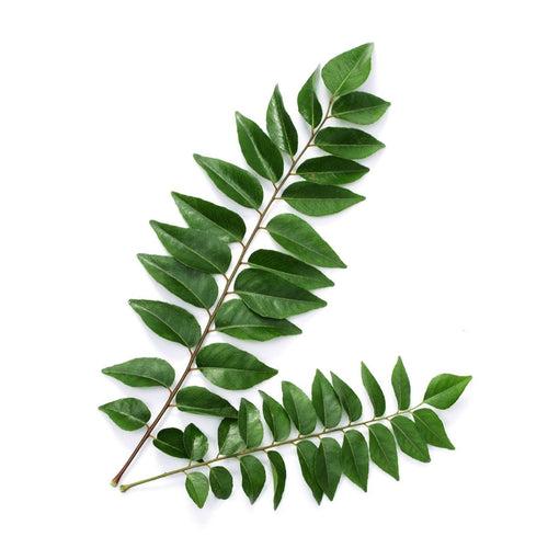 Organic Curry Leaves