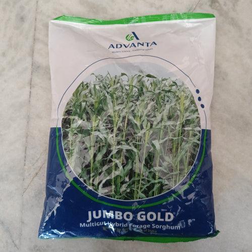 Jumbo Gold - Multicut Hybrid Forage Sorghum (Advanta)